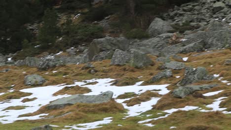 Few-chamois-running-towards-a-hill-with-rocks-and-snow.